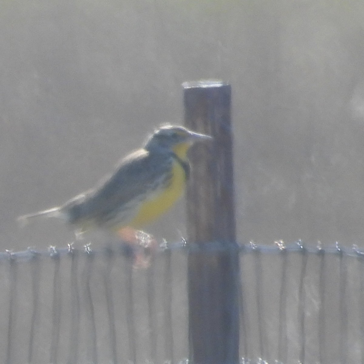 Western Meadowlark - Heather O'Connor