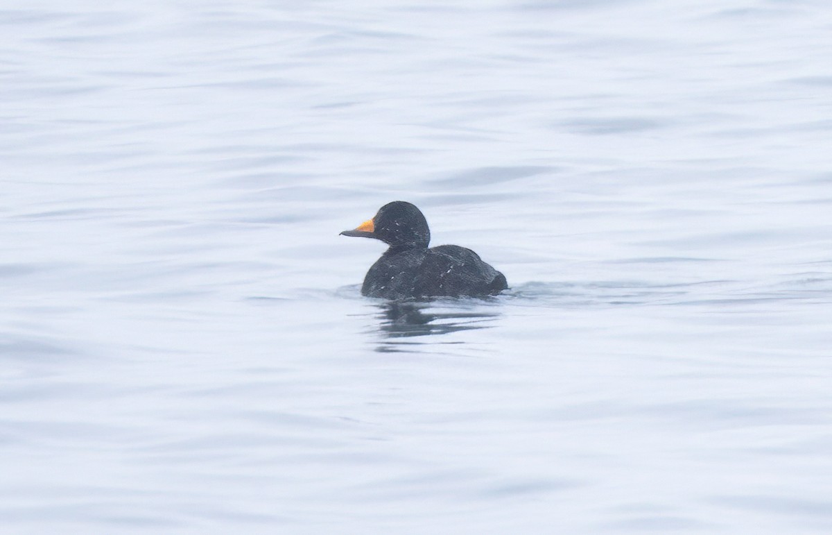 Black Scoter - ML613609608