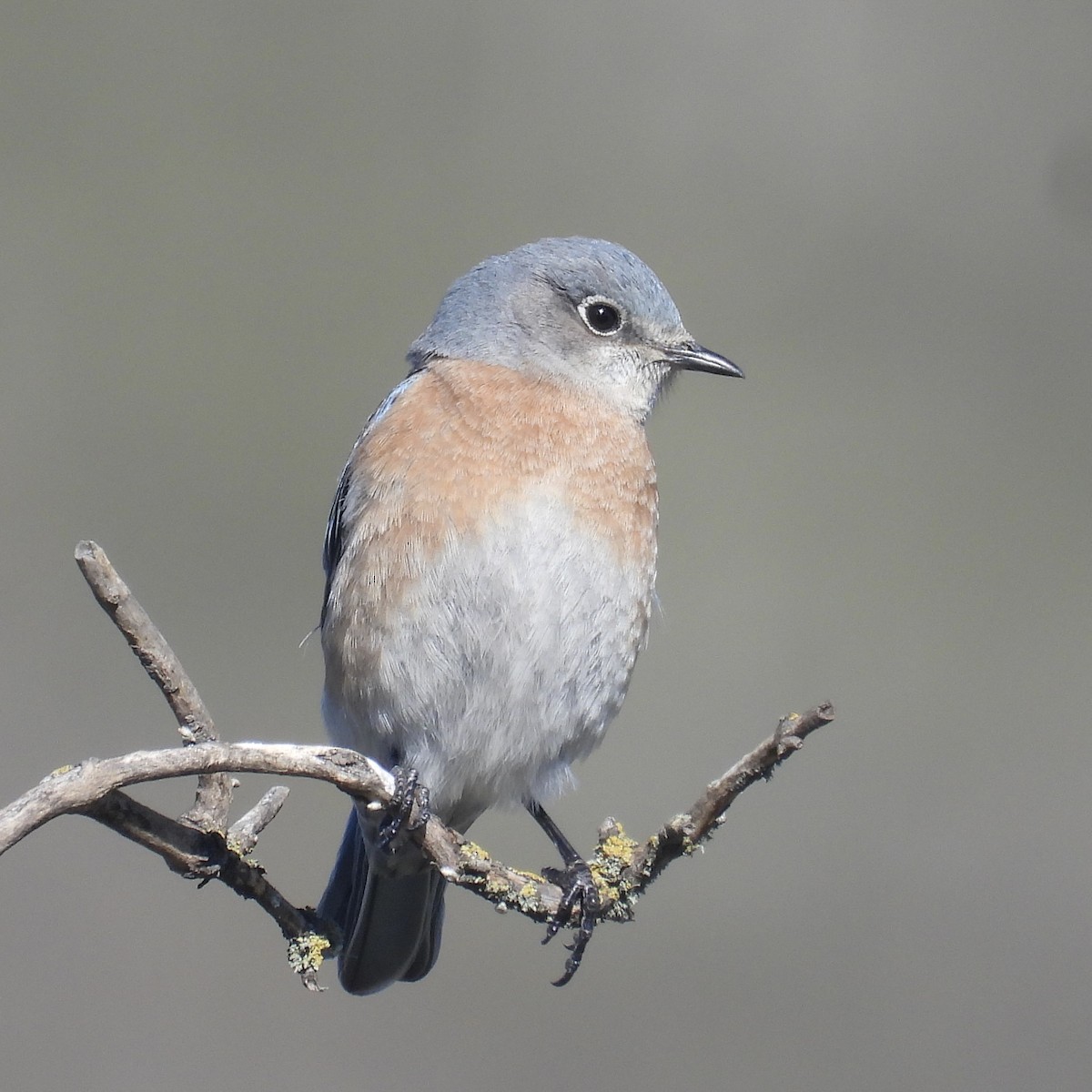 Western Bluebird - ML613609624