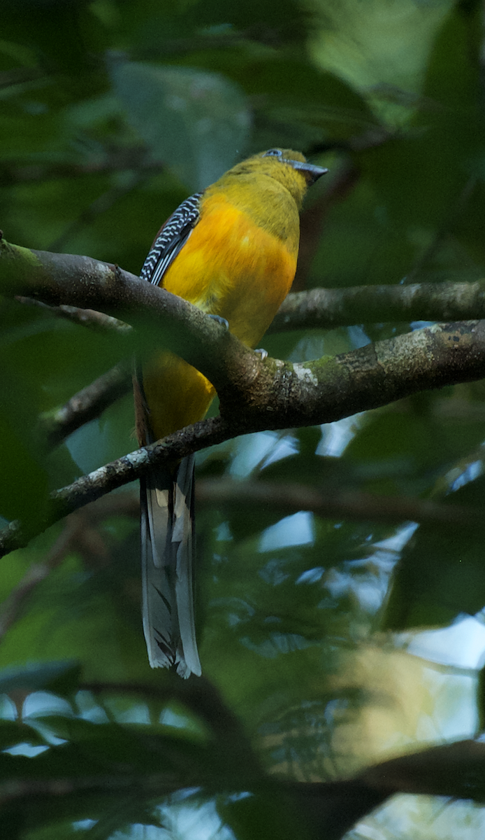 trogon oranžovoprsý - ML613609627