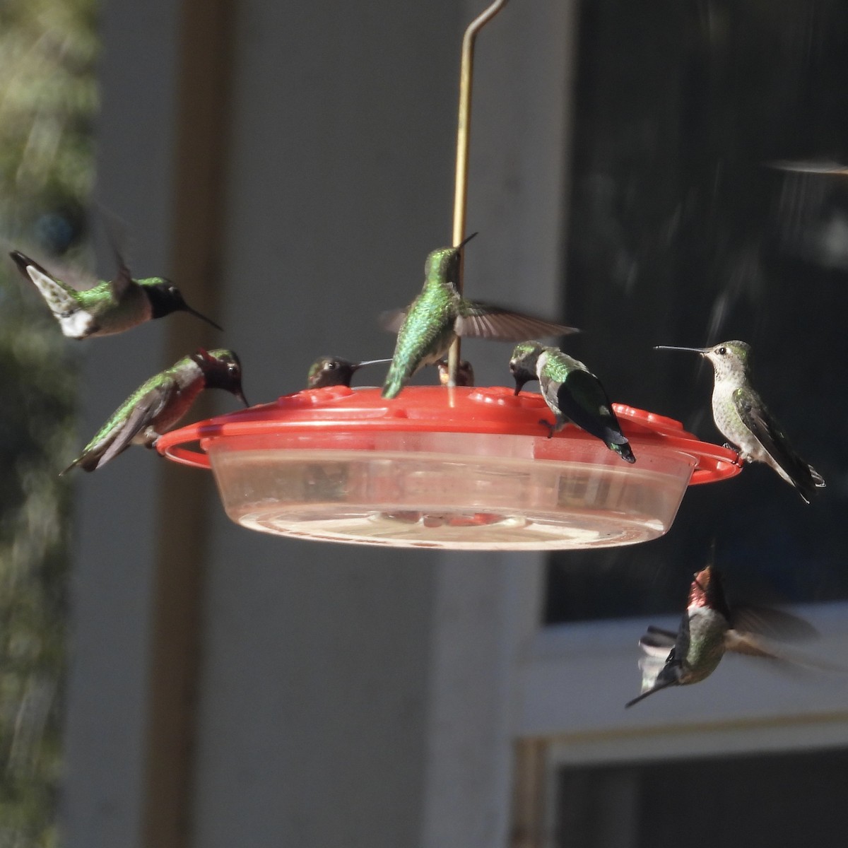 Colibrí de Anna - ML613609637