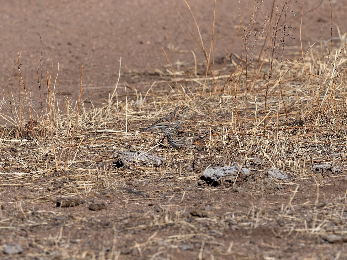 Vesper Sparrow - Kaustubh Thirumalai