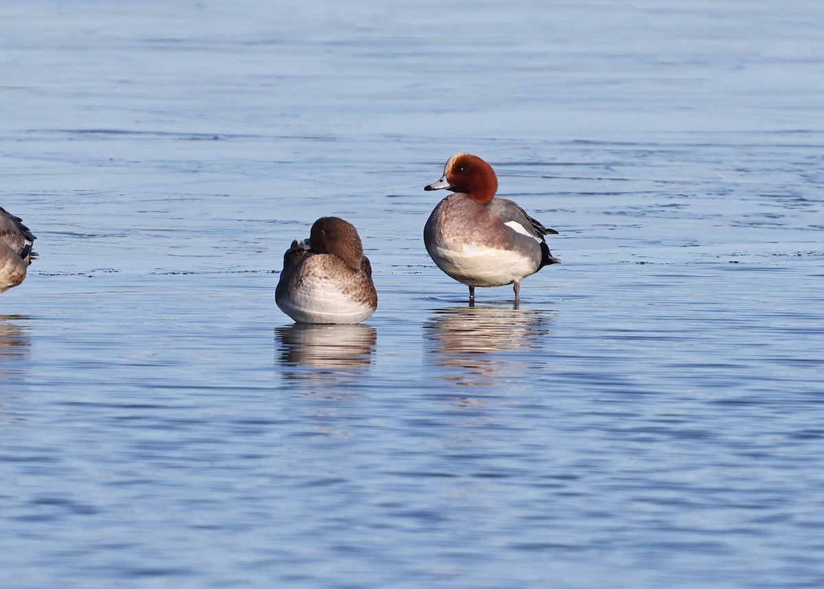 Eurasian Wigeon - ML613609681