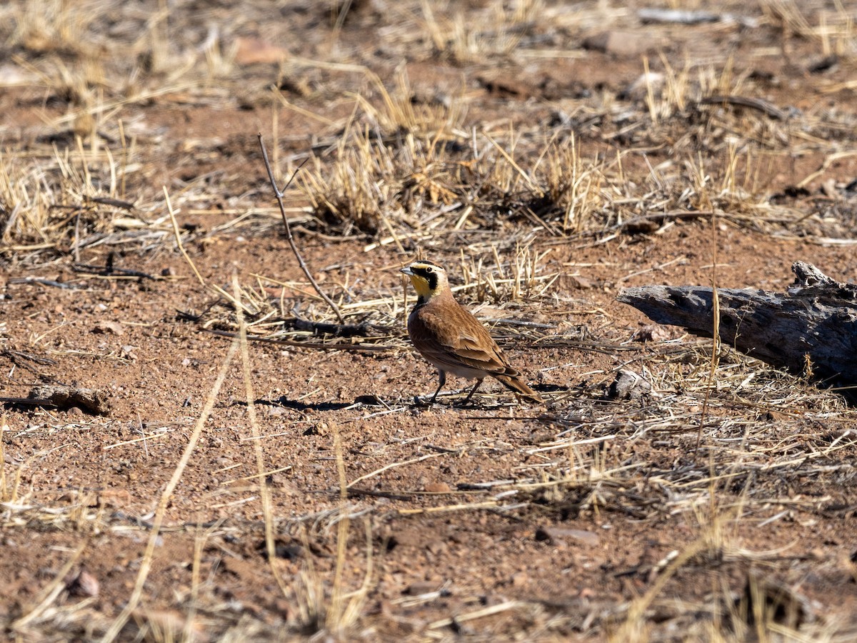 Horned Lark - Kaustubh Thirumalai