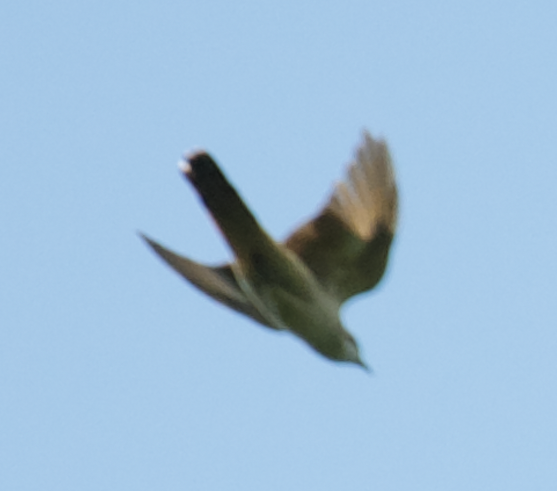 Banded Bay Cuckoo - ML613609708