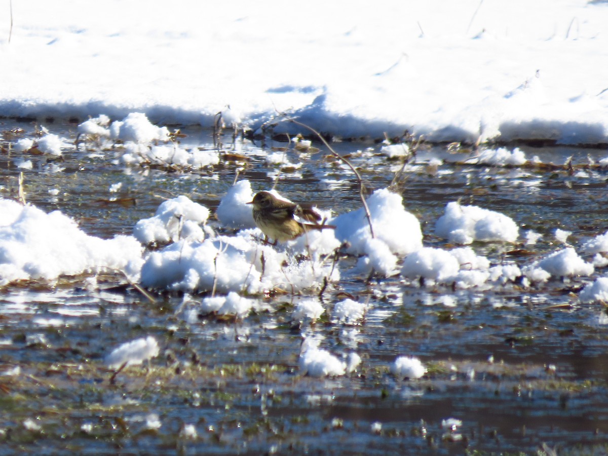 American Pipit - ML613609759