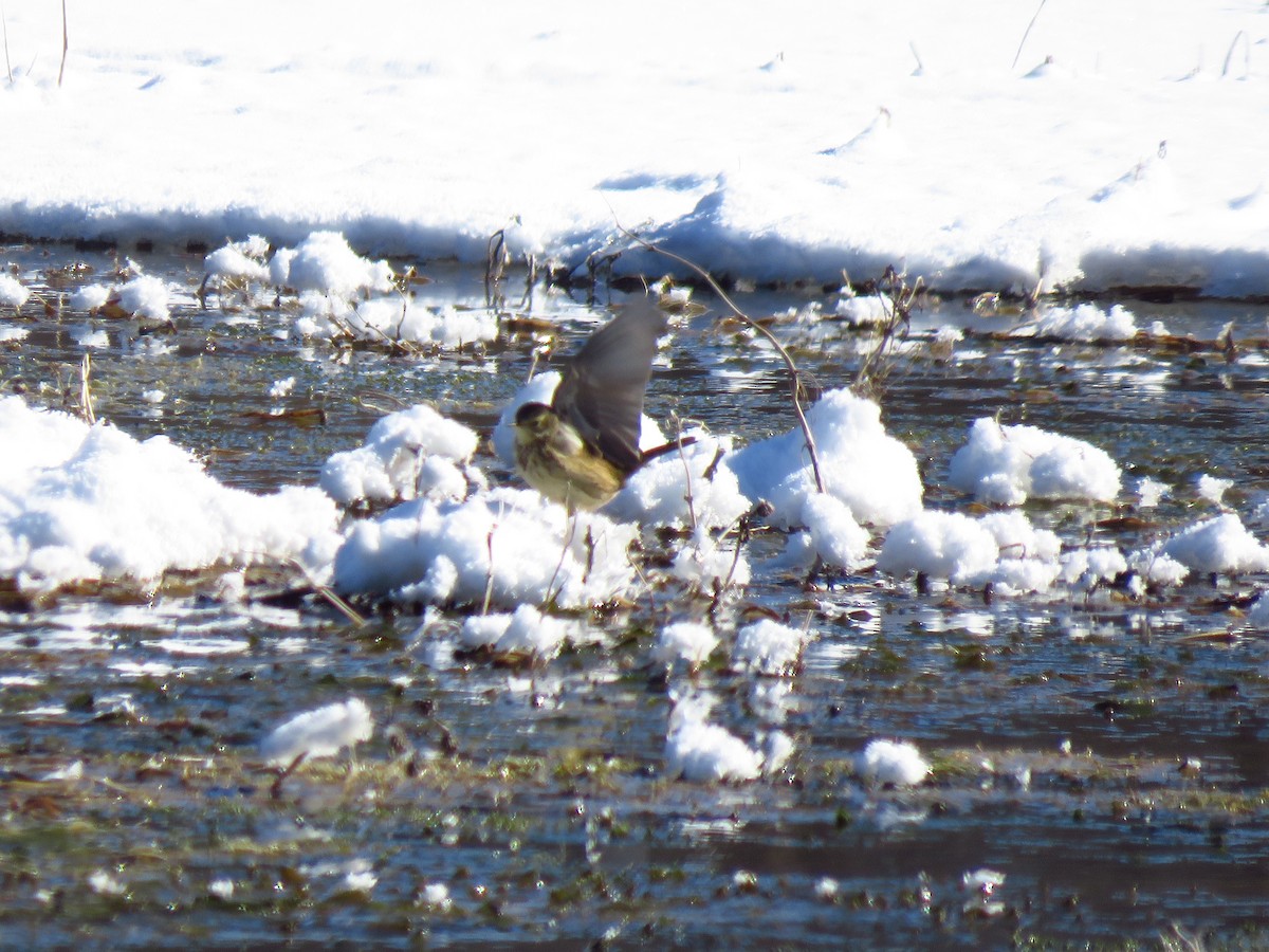 American Pipit - ML613609760