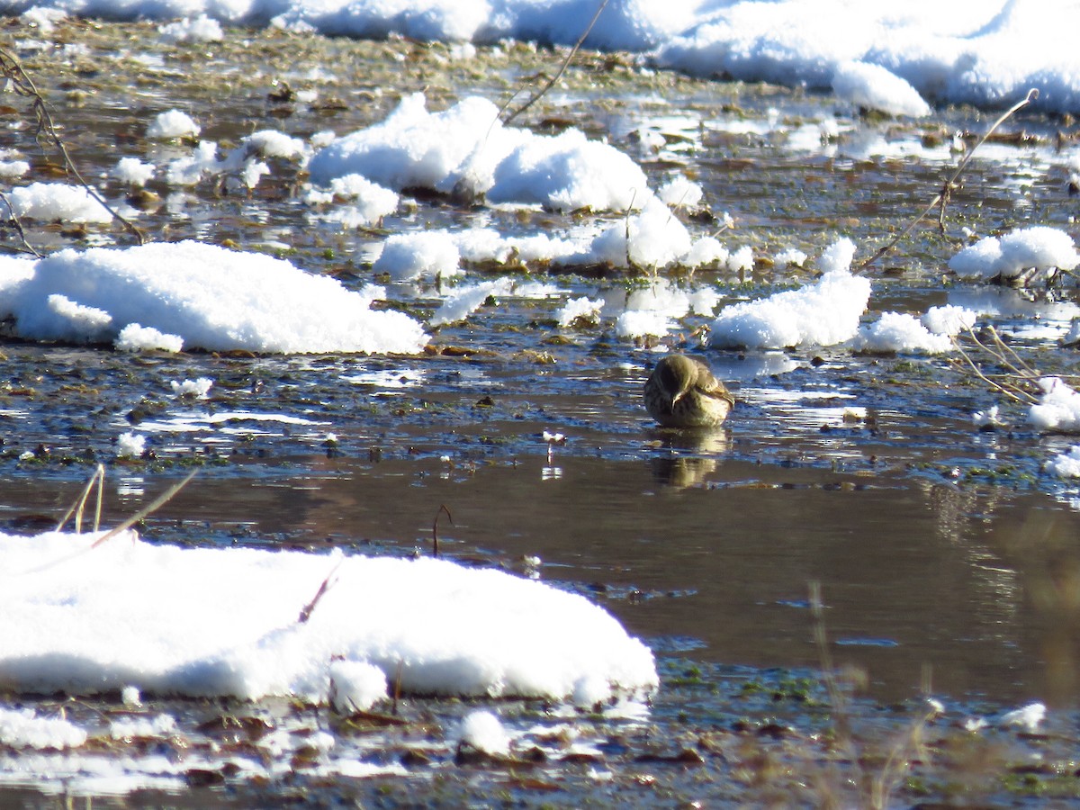 American Pipit - ML613609779