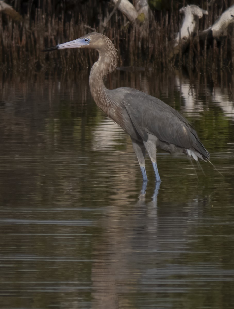 Reddish Egret - ML613609783