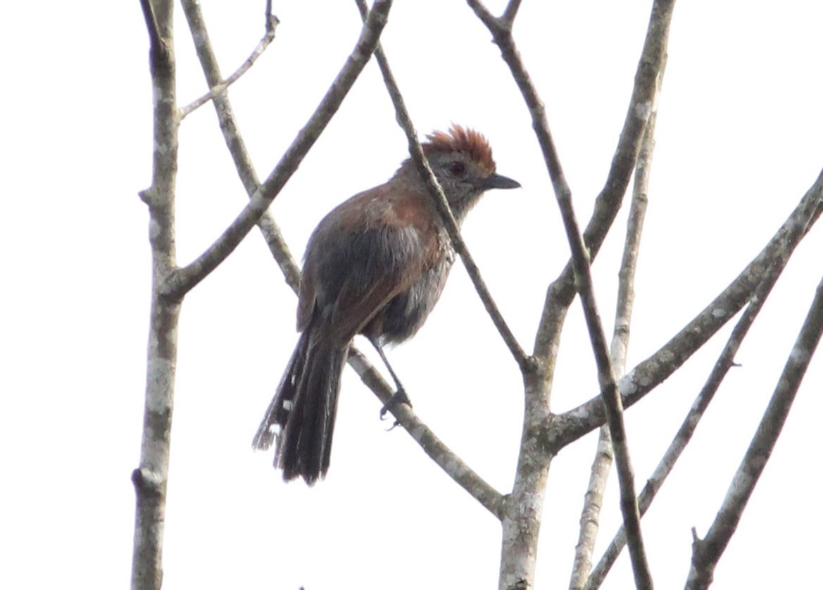 Rufous-capped Antshrike - ML613609803