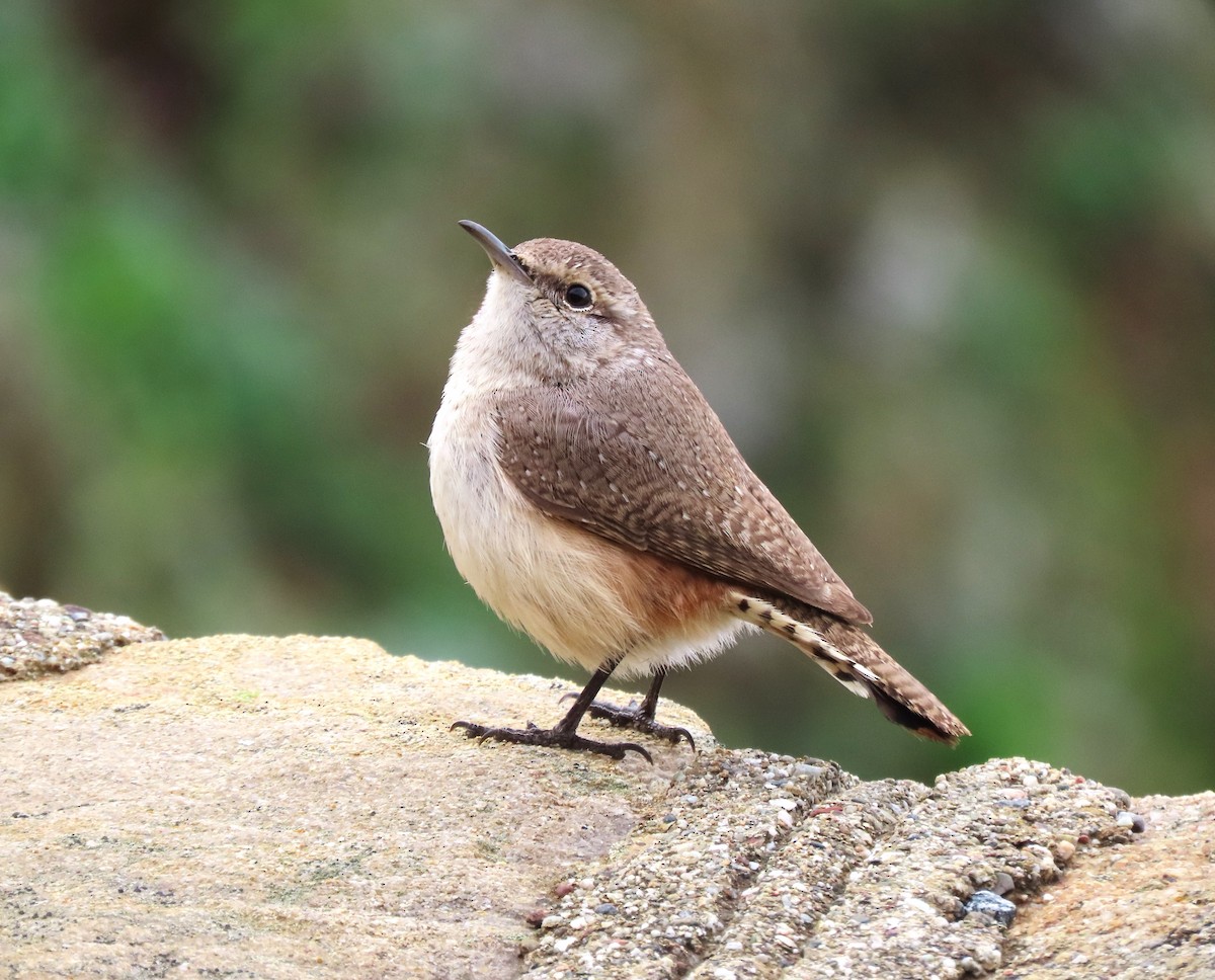 Rock Wren - Chris Hayward