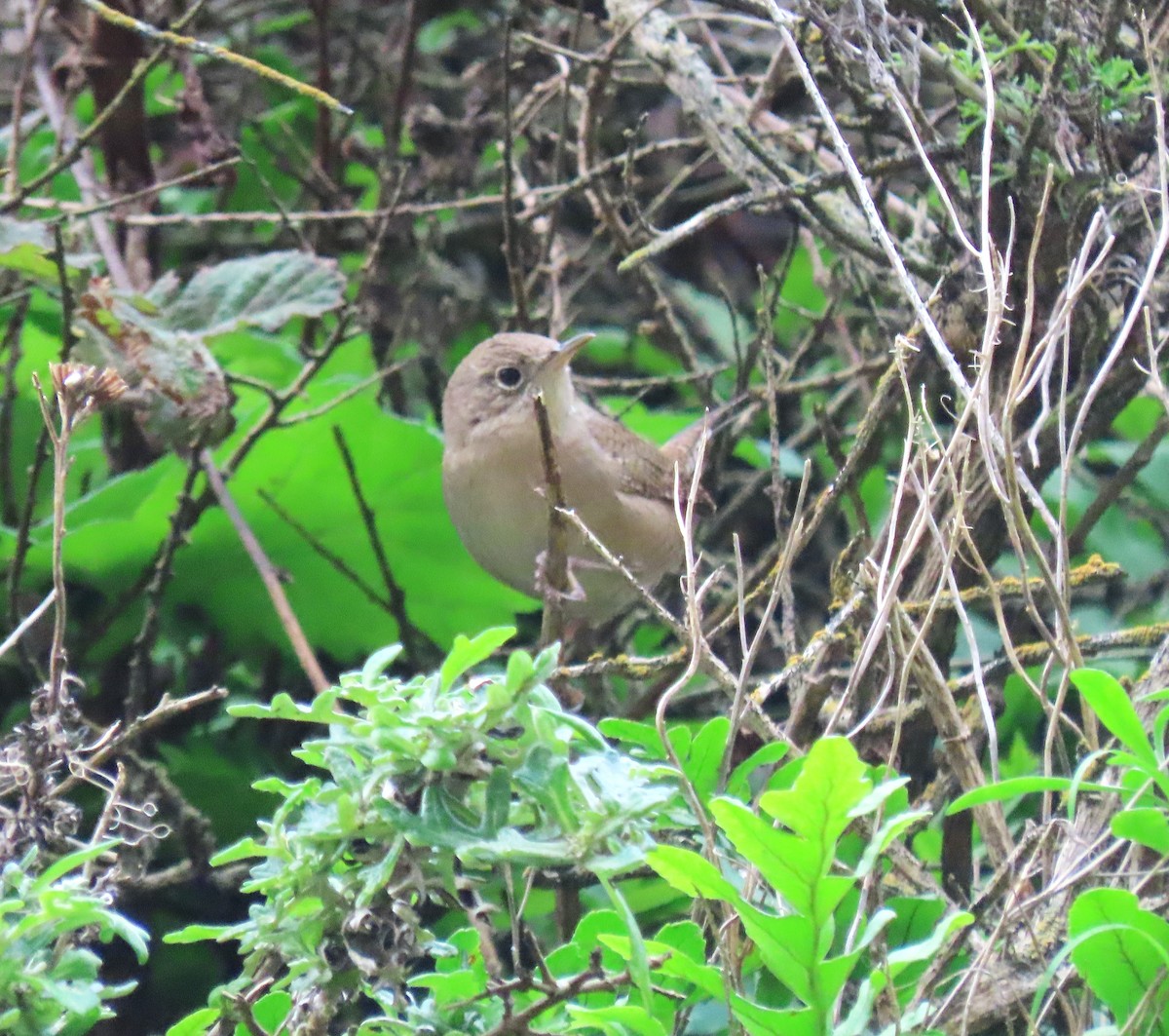 Northern House Wren - Chris Hayward