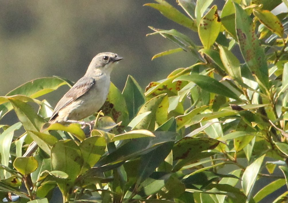 Long-tailed Reed Finch - ML613609872