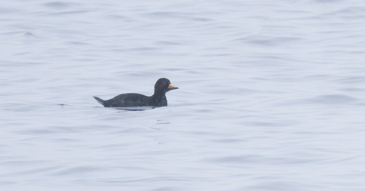 Black Scoter - ML613609983