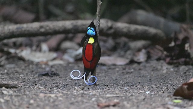 Wilson's Bird-of-Paradise - ML613609999