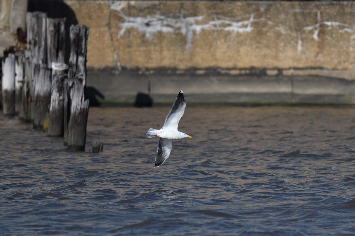 Great Black-backed Gull - ML613610137