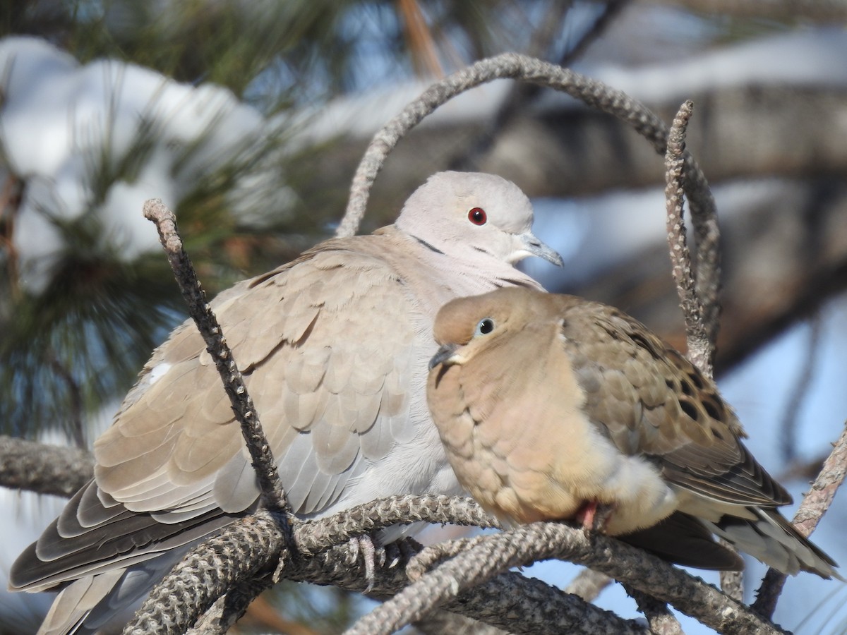 Eurasian Collared-Dove - ML613610150