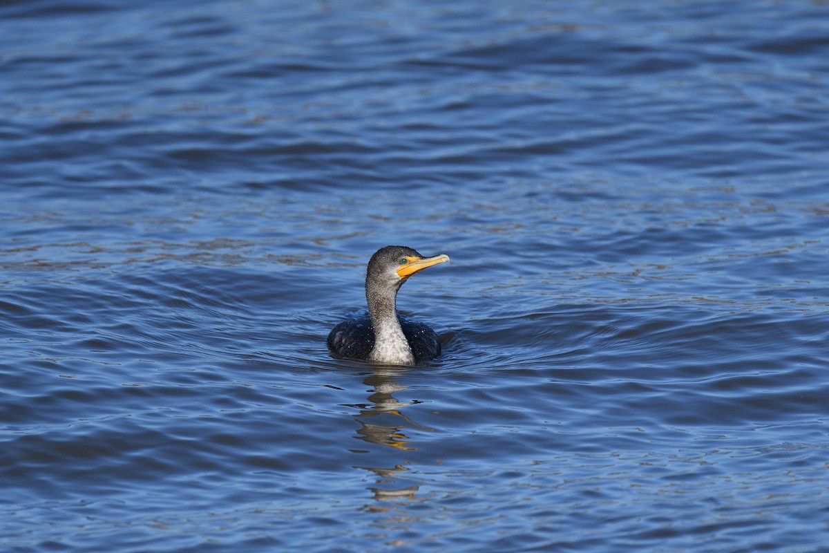 Double-crested Cormorant - ML613610185