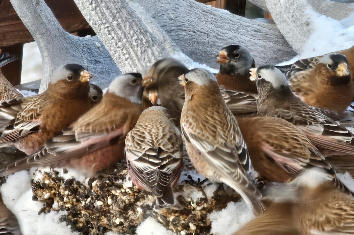 rosy-finch sp. - ML613610220