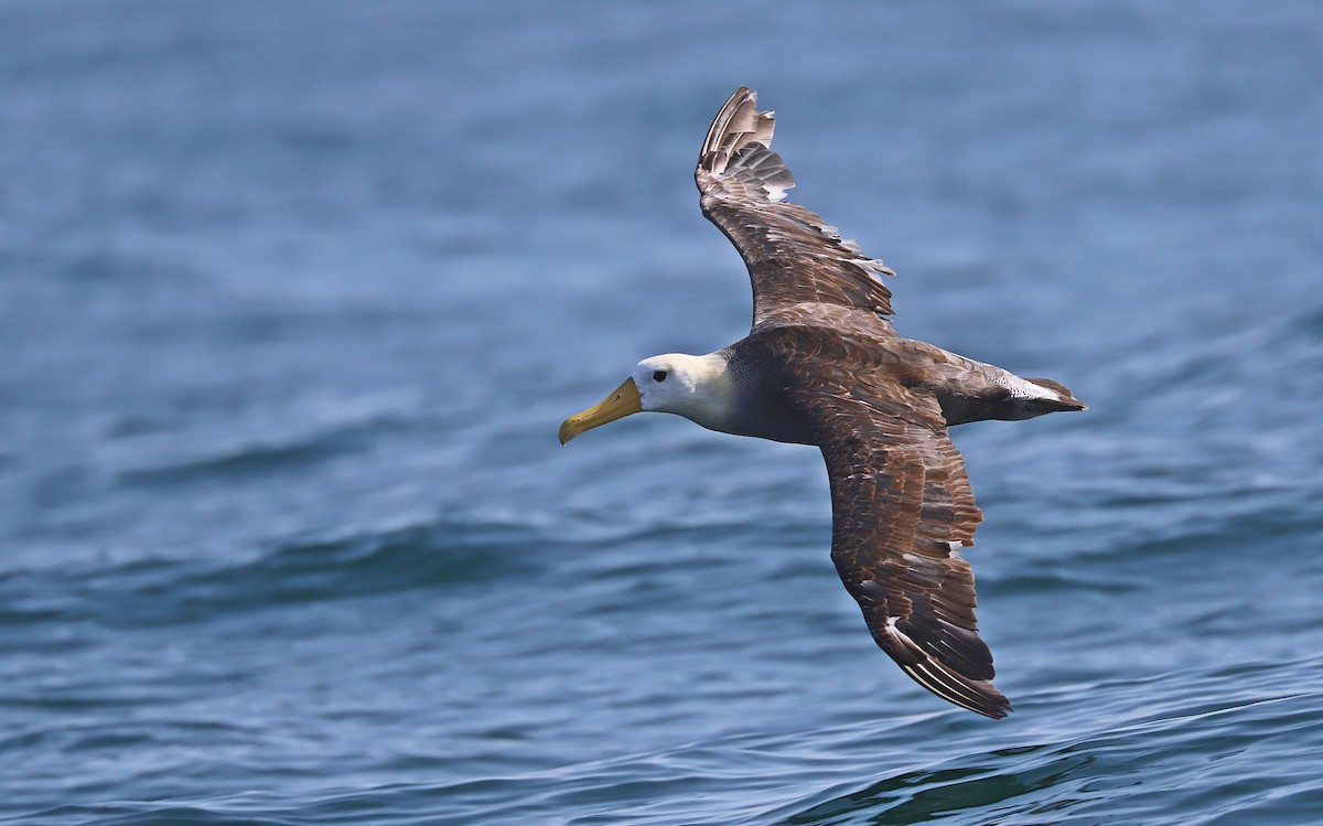 Waved Albatross - ML613610240