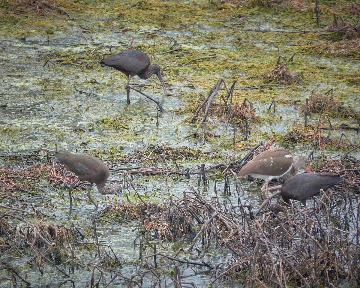 ibis hnědý x americký (hybrid) - ML613610262