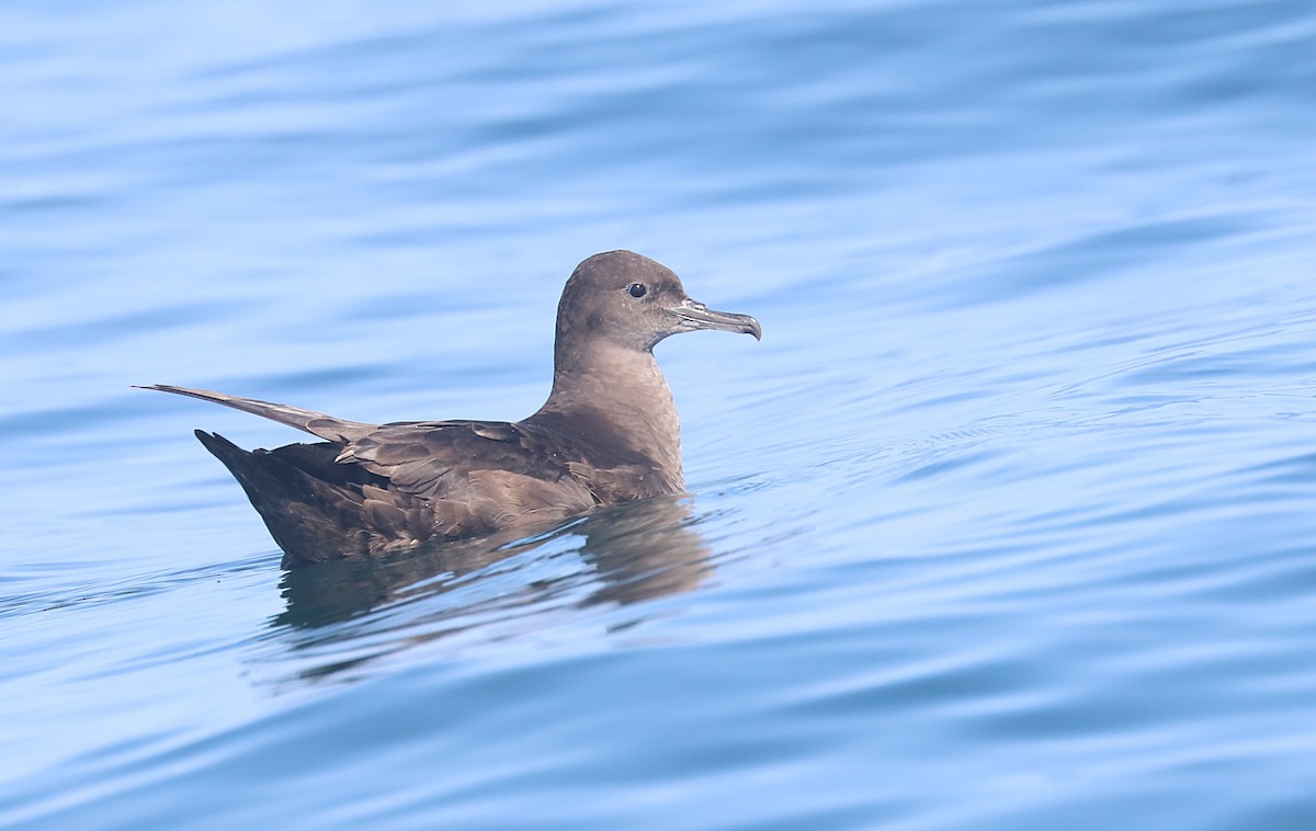 Sooty Shearwater - ML613610273