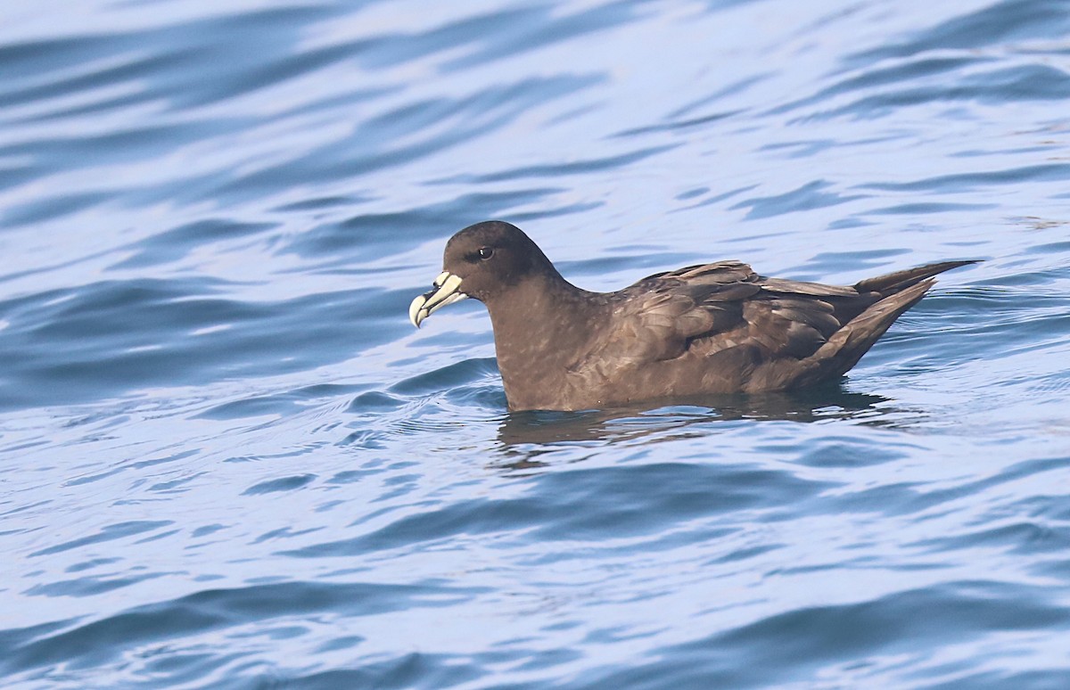 White-chinned Petrel - ML613610285