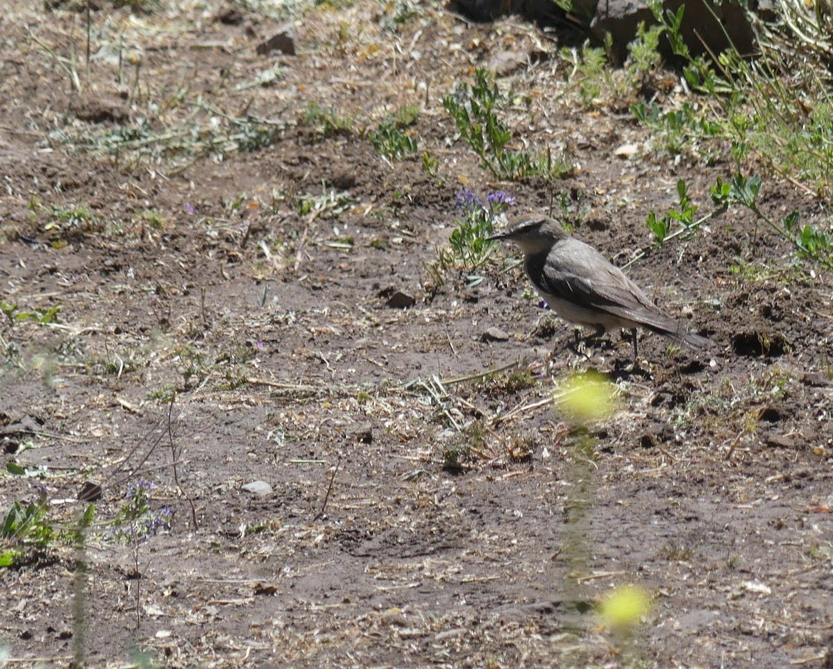 White-browed Ground-Tyrant - joaquin vial