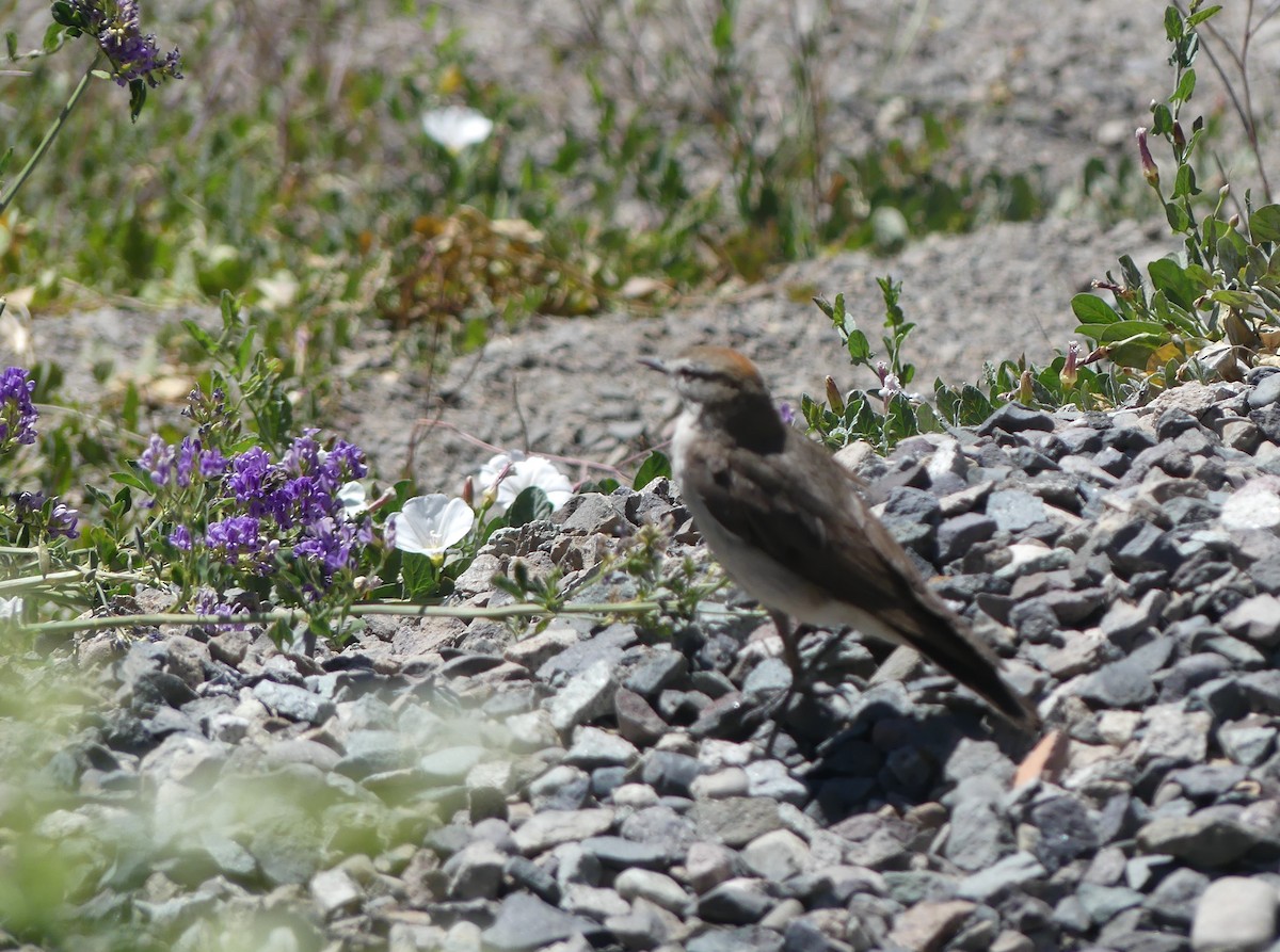 White-browed Ground-Tyrant - ML613610311