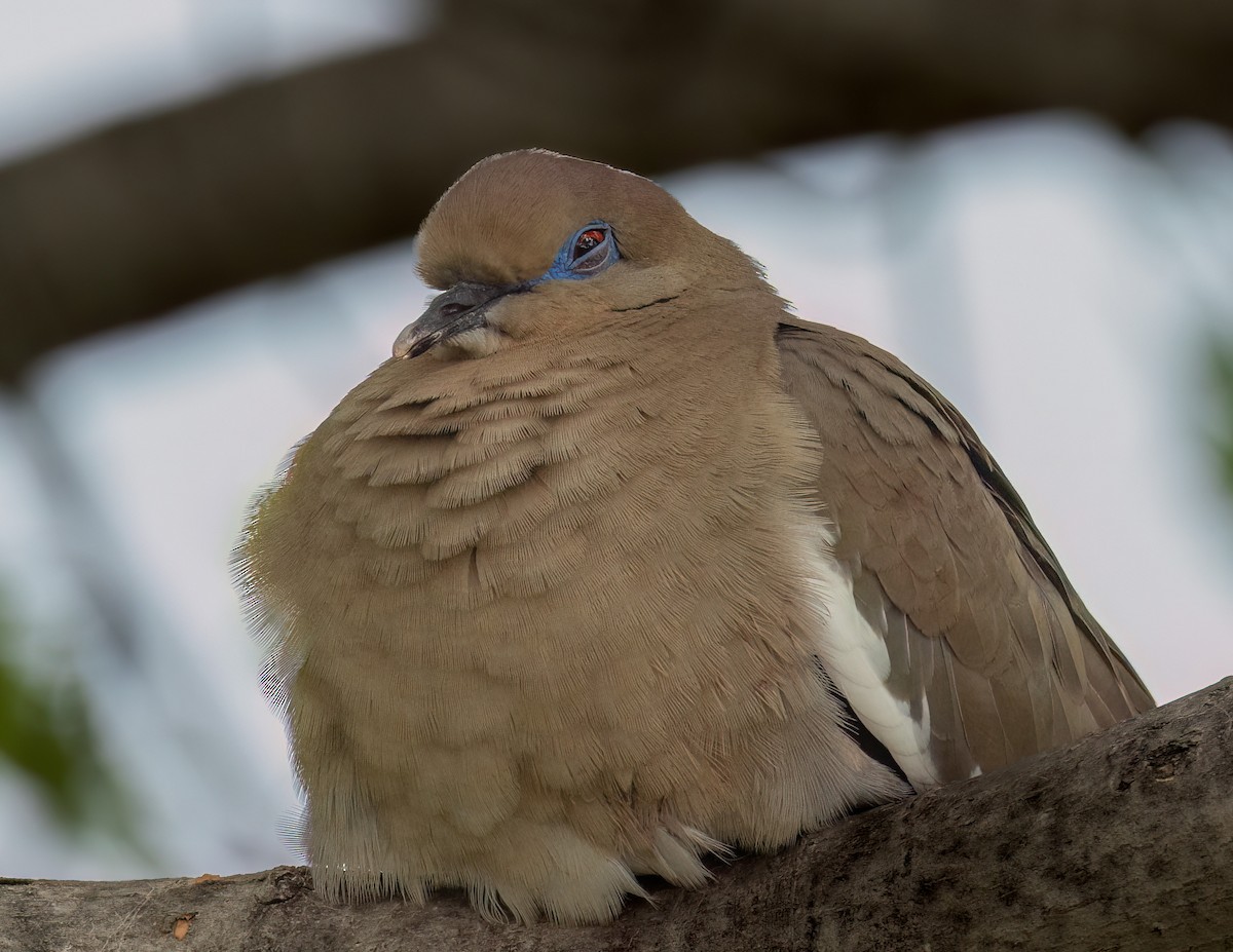 White-winged Dove - ML613610383