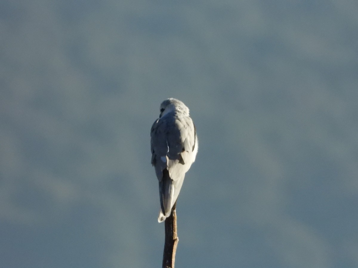 White-tailed Kite - ML613610385