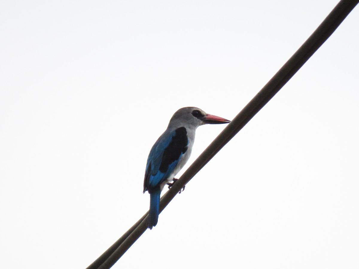 Woodland Kingfisher - ML613610458