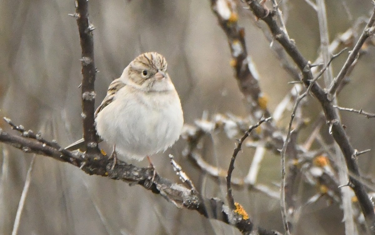 Brewer's Sparrow - Leonardo Guzmán (Kingfisher Birdwatching Nuevo León)