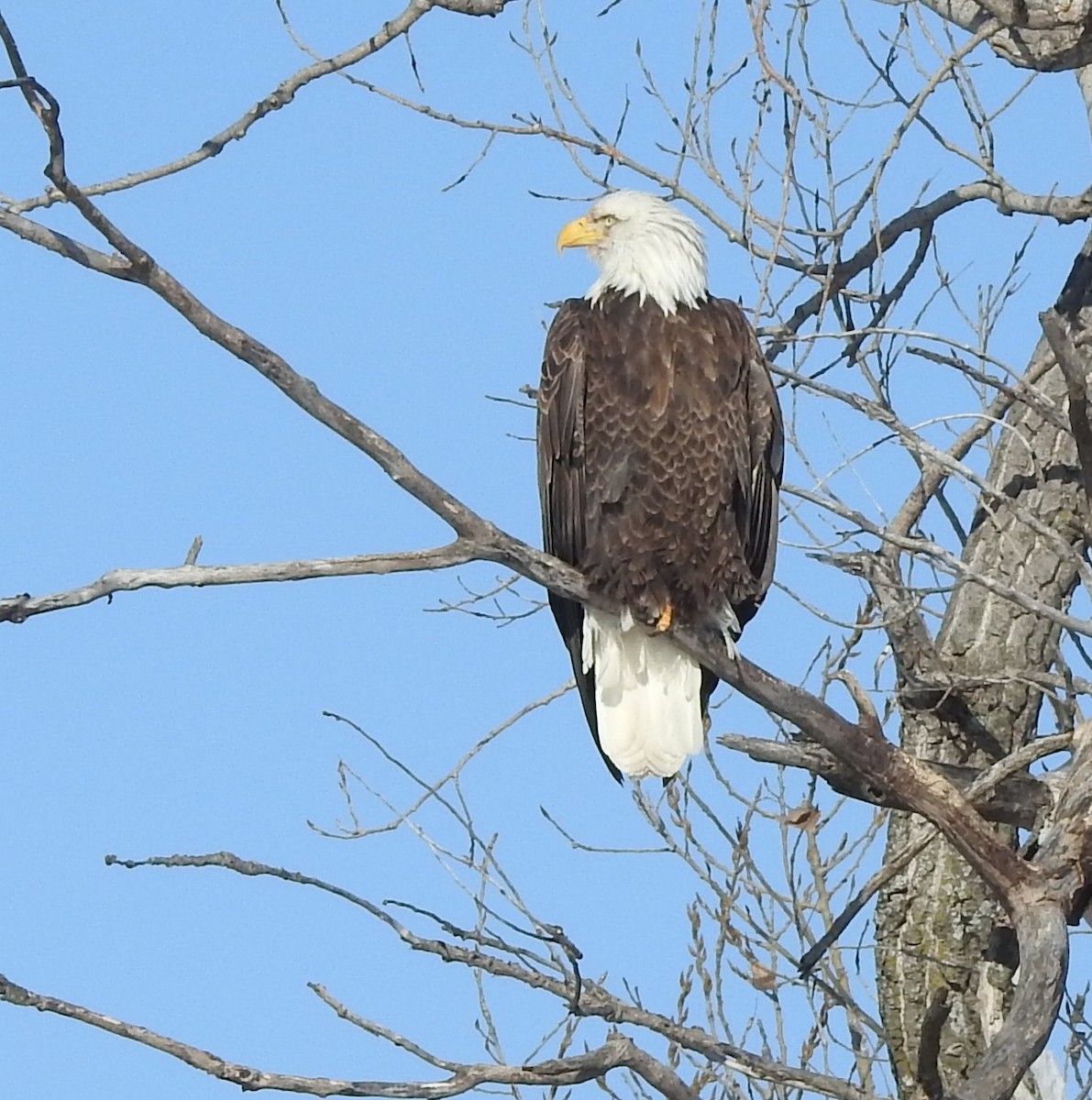 Weißkopf-Seeadler - ML613610519