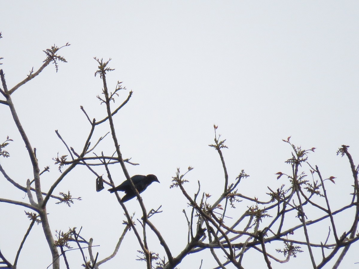 Copper-tailed Starling - ML613610524