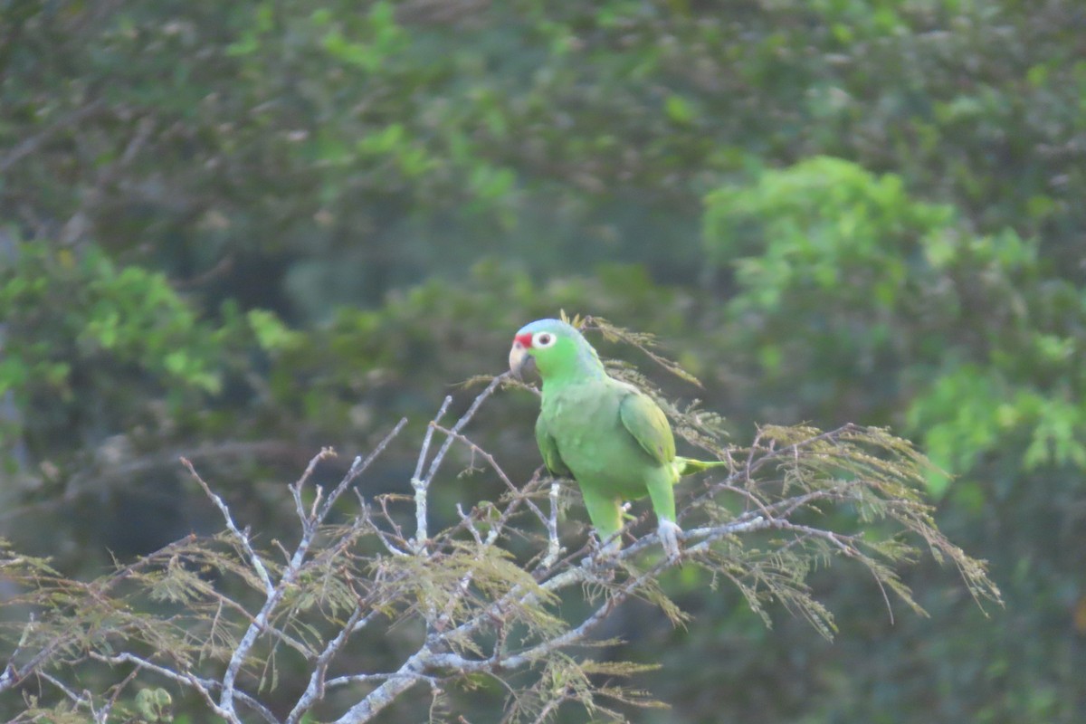 Red-lored Parrot - ML613610531
