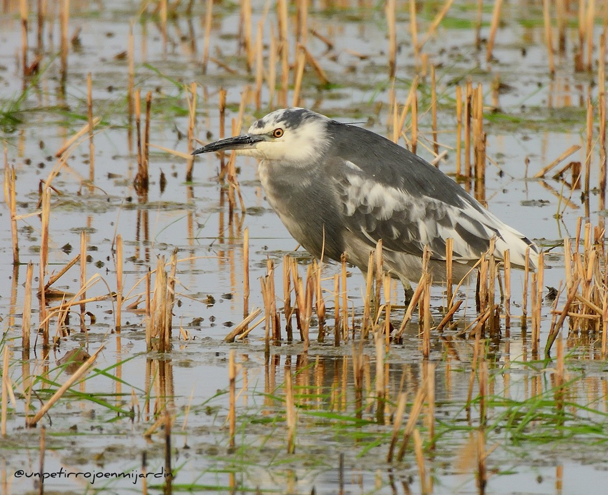 heron sp. - ML613610542