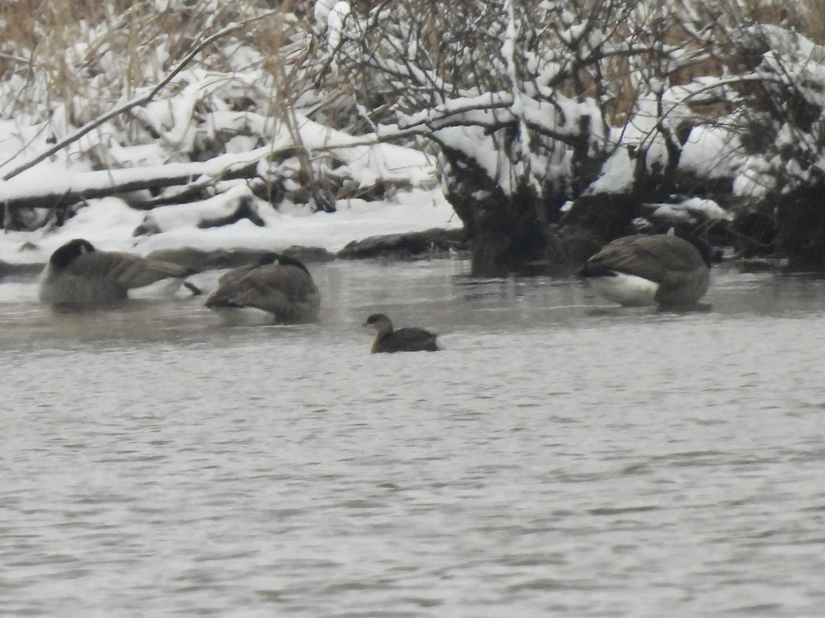 Pied-billed Grebe - ML613610599