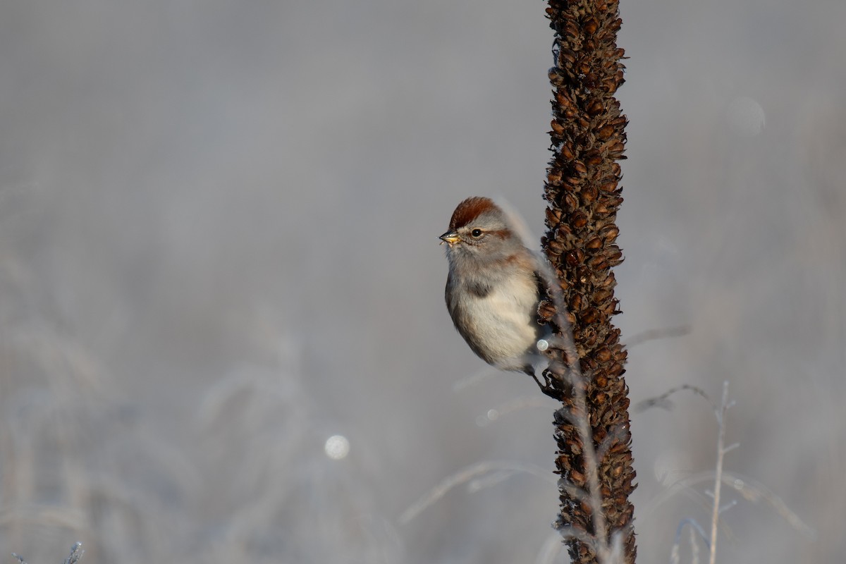 American Tree Sparrow - ML613610645