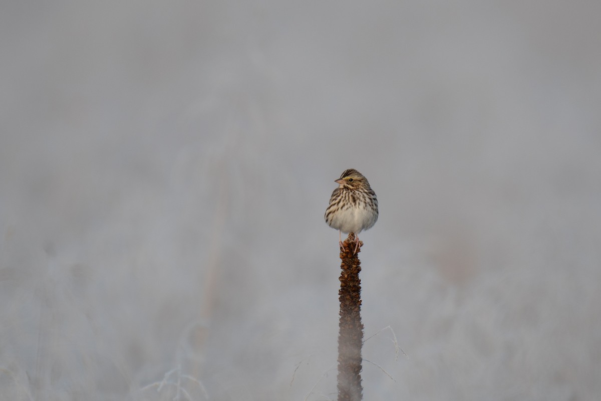 Savannah Sparrow (Savannah) - ML613610678