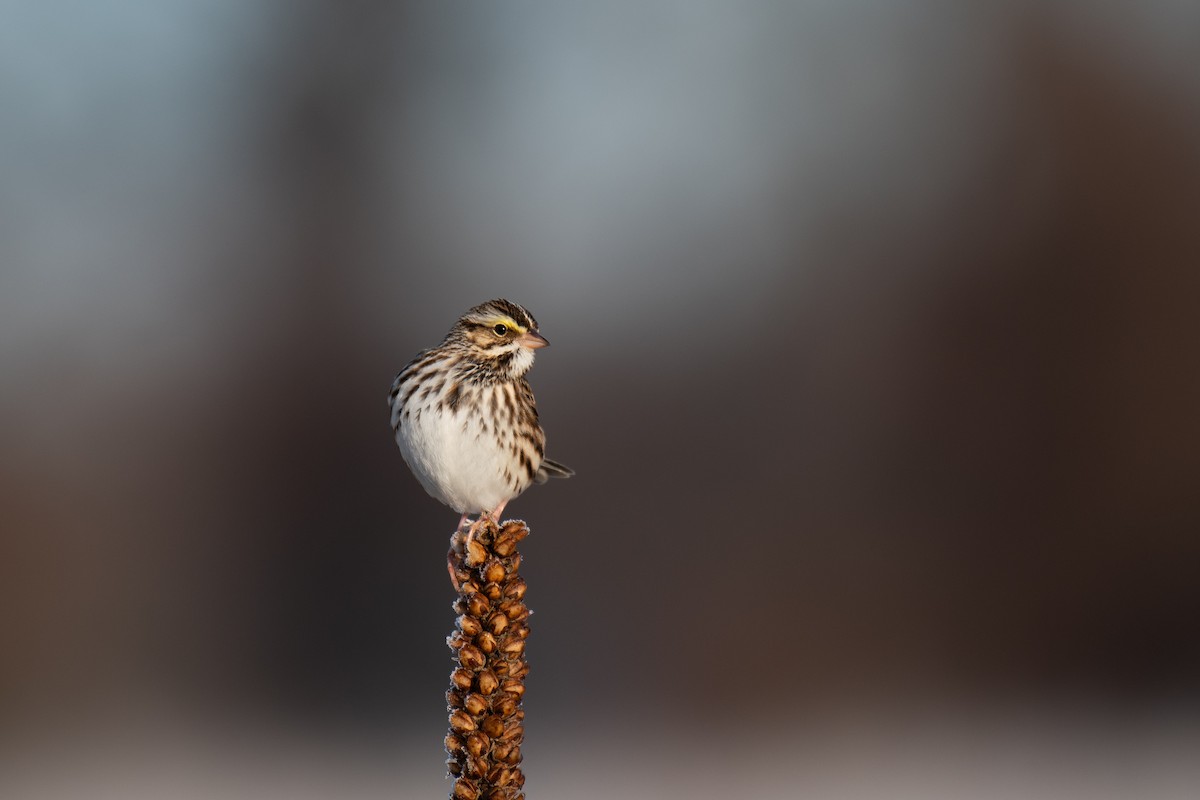 Savannah Sparrow (Savannah) - ML613610683