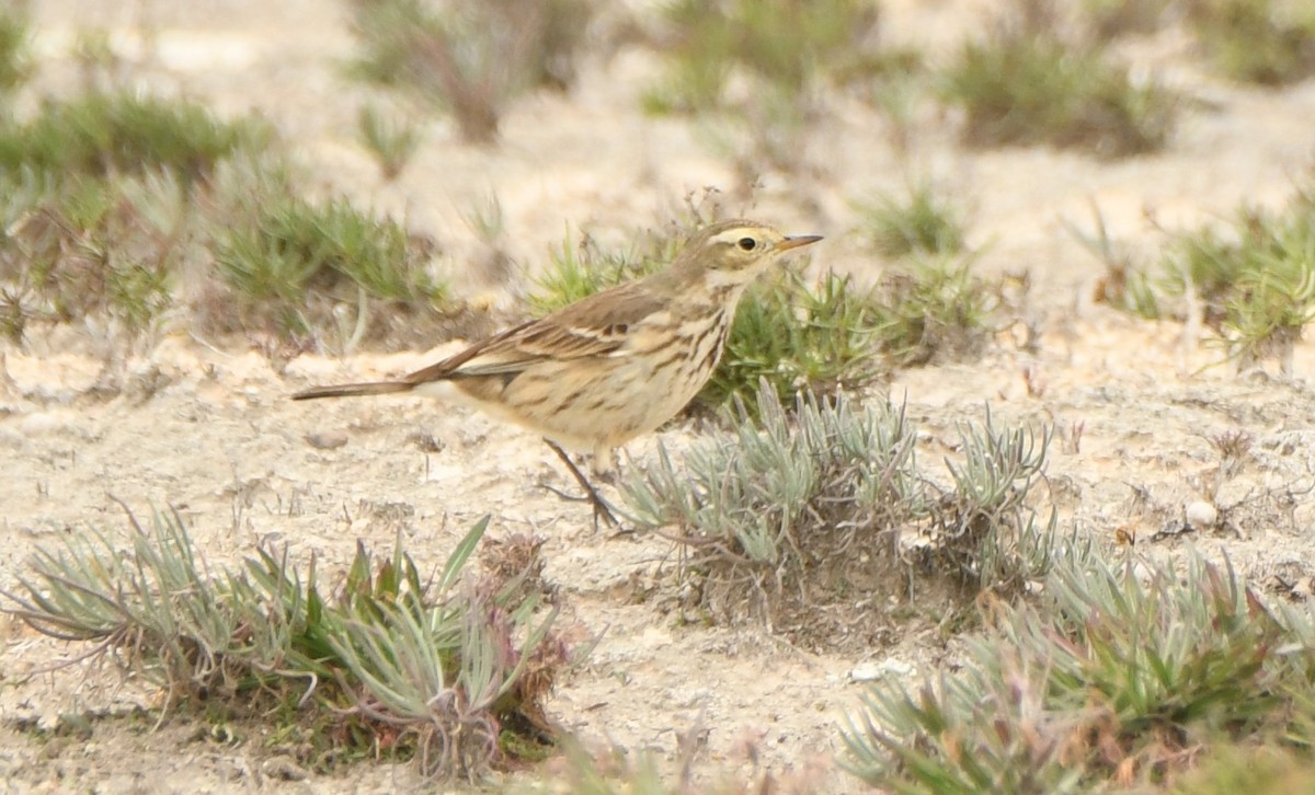 American Pipit - Leonardo Guzmán (Kingfisher Birdwatching Nuevo León)