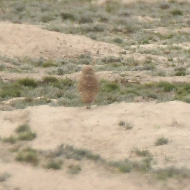 Burrowing Owl - Leonardo Guzmán (Kingfisher Birdwatching Nuevo León)