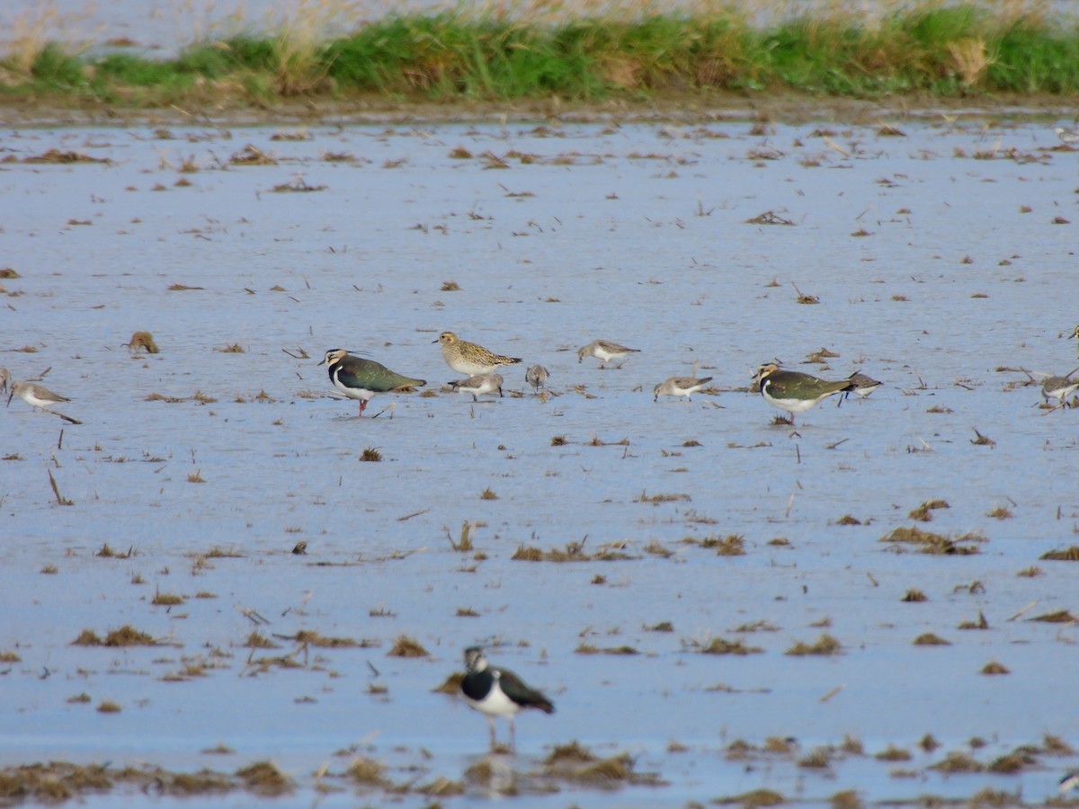 European Golden-Plover - ML613610720