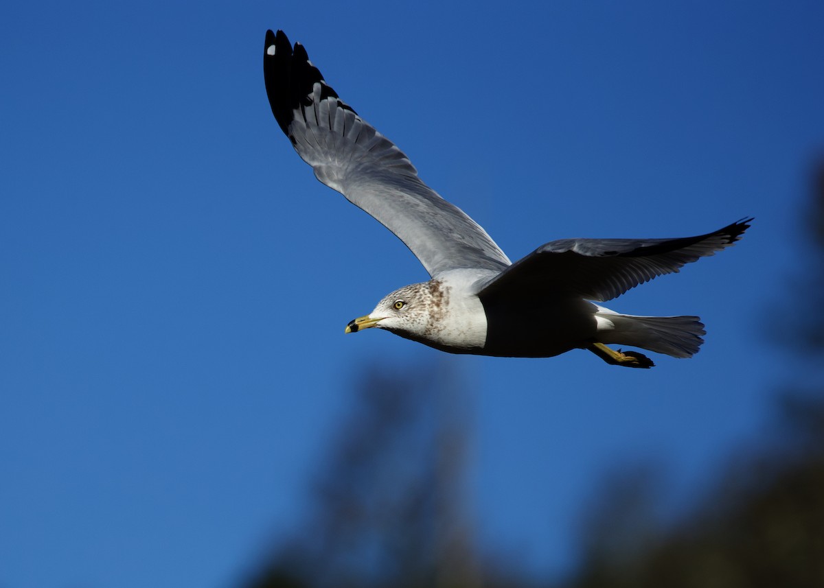 Ring-billed Gull - ML613610759