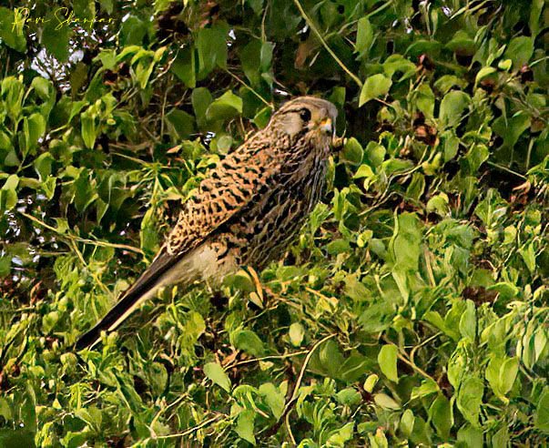 Eurasian Kestrel - ML613610763