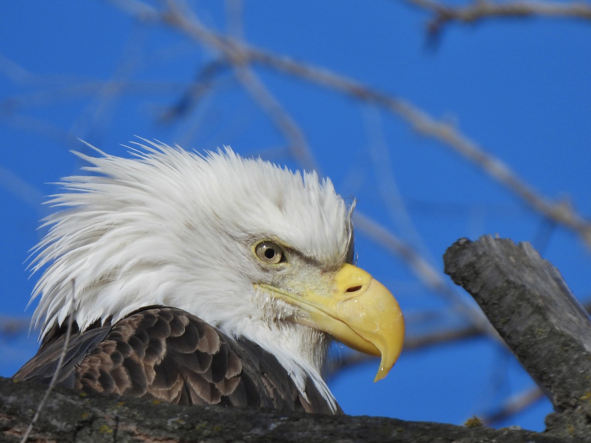 Bald Eagle - ML613610765