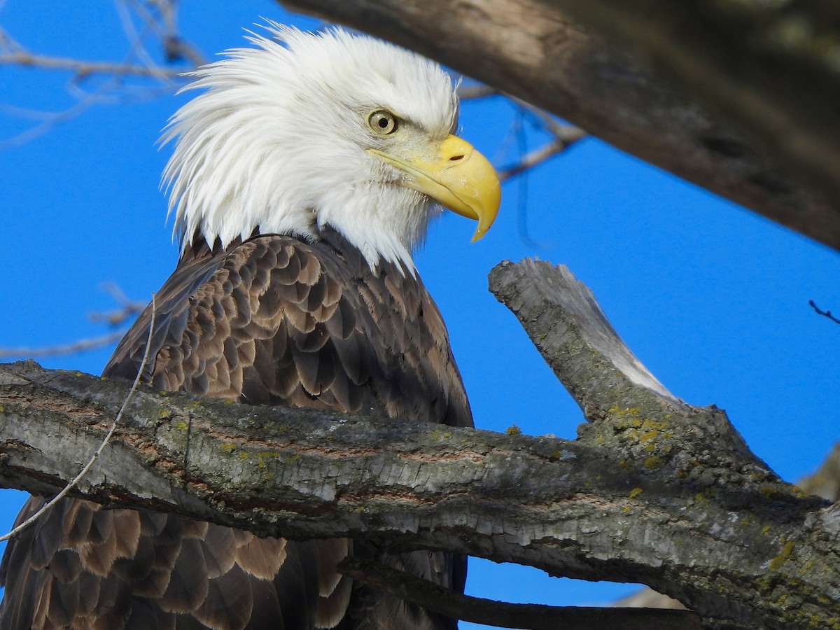 Bald Eagle - ML613610766