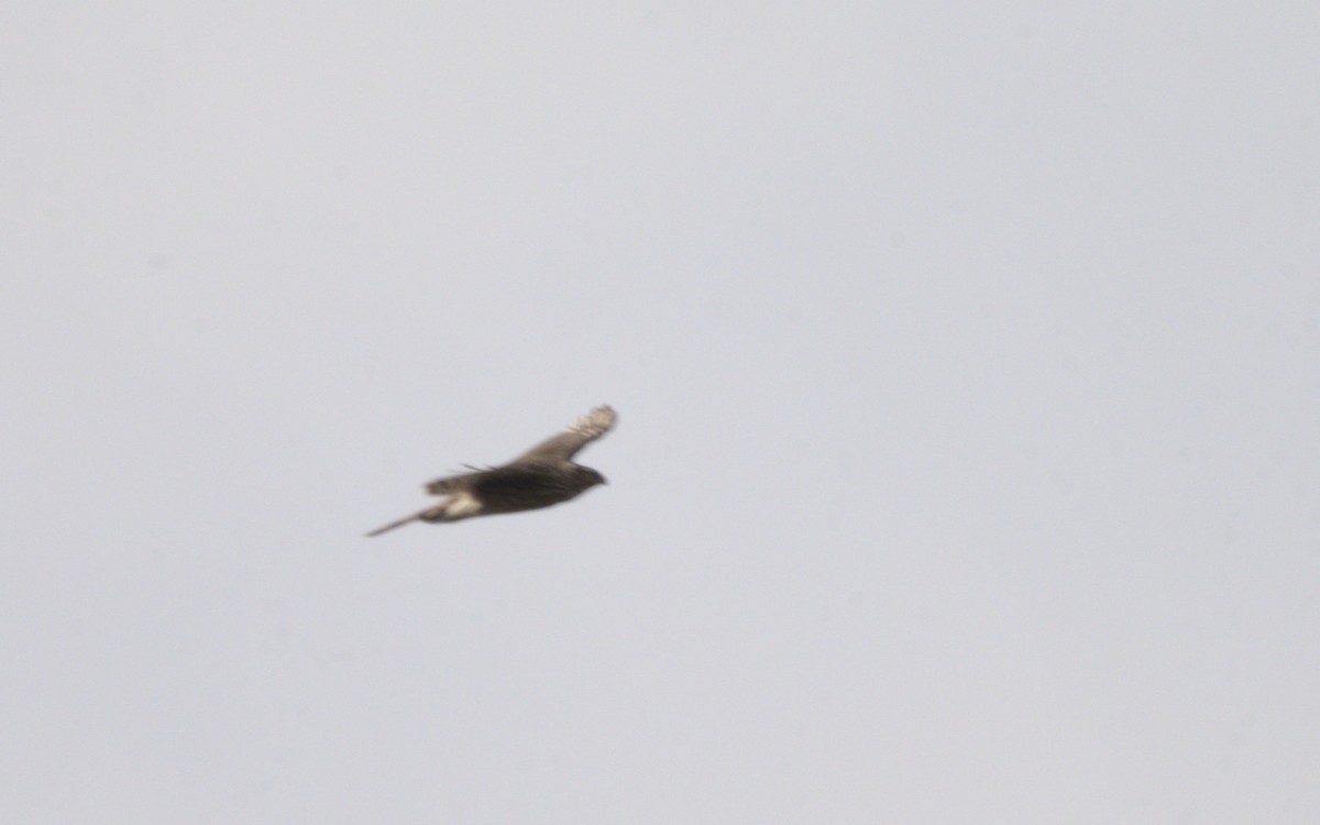 Northern Harrier - ML613610769