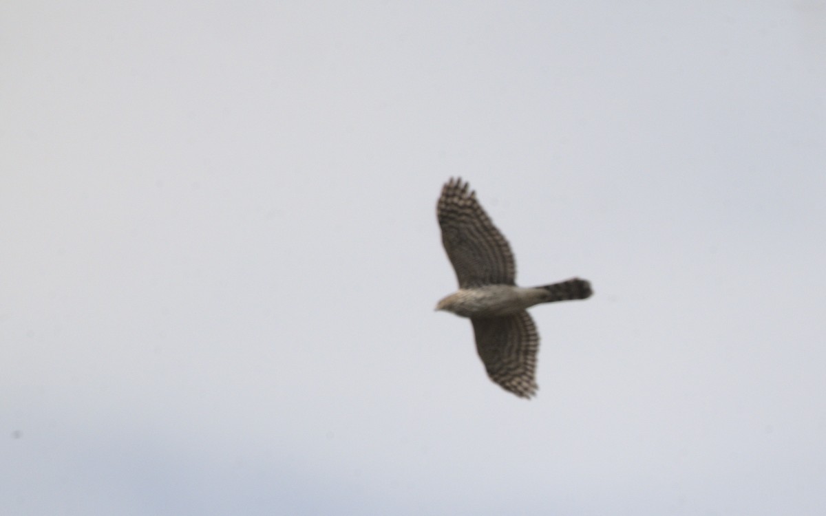 Northern Harrier - George Gerules & Ann Steffen